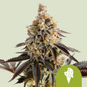 Cookies Gelato Autoflower (Royal Queen Seeds) Feminiserade