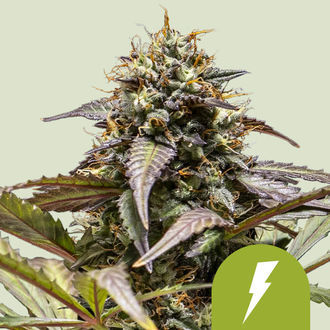 North Thunderfuck Autoflower (Royal Queen Seeds) Feminiserade