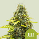 Royal Runtz Autoflower (Royal Queen Seeds) Feminiserade