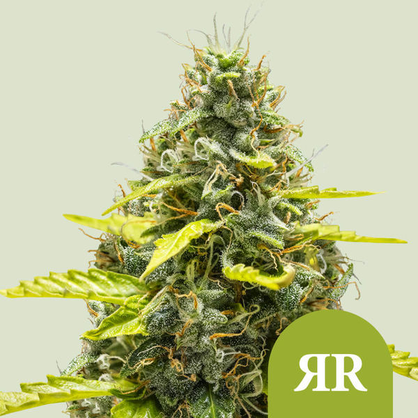 Royal Runtz Autoflower (Royal Queen Seeds) Feminiserade