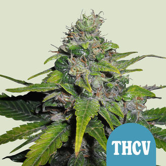 Royal THCV (Royal Queen Seeds) Feminiserade