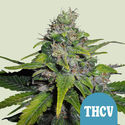 Royal THCV (Royal Queen Seeds) Feminiserade