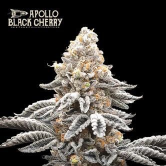 Apollo Black Cherry (Seedstockers Superior)