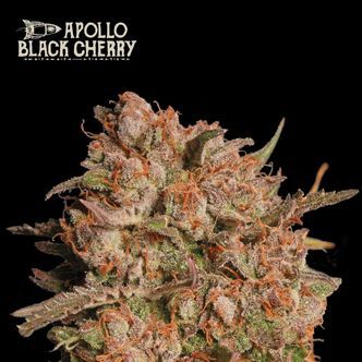 Apollo Black Cherry Auto (Seedstockers Superior) feminiserade