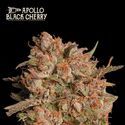 Apollo Black Cherry Auto (Seedstockers) Feminiserade