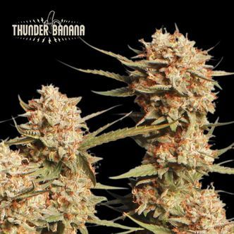 Thunder Banana Auto (Seedstockers Superior) feminiserade