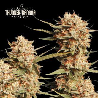 Thunder Banana Auto (Seedstockers) Feminiserade