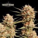 Thunder Banana Auto (Seedstockers) Feminiserade