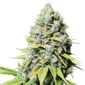 Kosher Haze (Super Sativa Seed Club) feminiserade cannabisfr&ouml;n