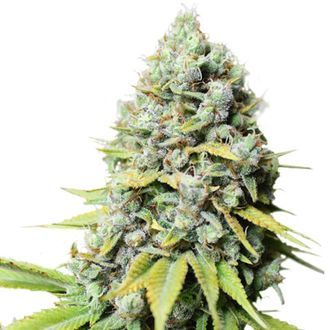 Kosher Haze (Super Sativa Seed Club) Feminiserade