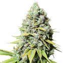 Kosher Haze (Super Sativa Seed Club) Feminiserade