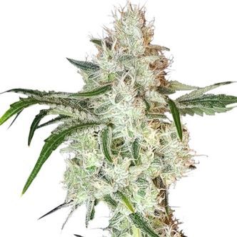 Lemon OG (Super Sativa Seed Club) feminiserade