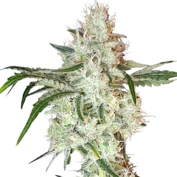 Lemon OG (Super Sativa Seed Club) Feminiserade