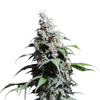 Pineapple Poison (Super Sativa Seed Club) feminiserade
