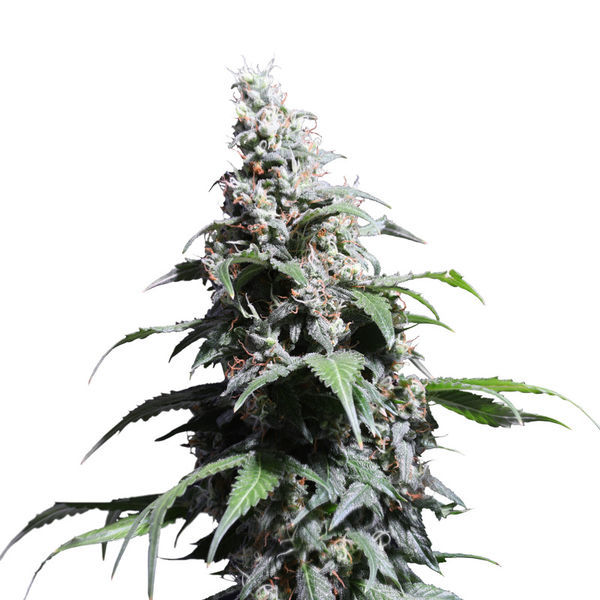 Pineapple Poison (Super Sativa Seed Club) Feminiserade