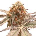 Purple OG Punch (Super Sativa Seed Club) Feminiserade