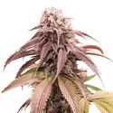 Strawberry Cookies (Super Sativa Seed Club) Feminiserade