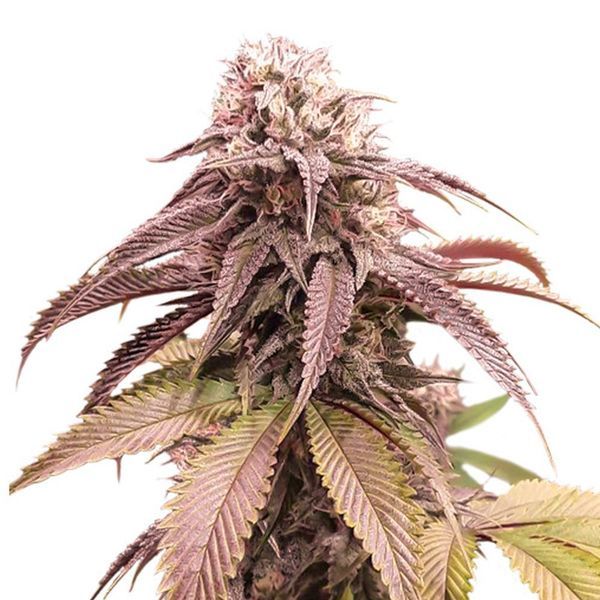 Strawberry Cookies (Super Sativa Seed Club) Feminiserade