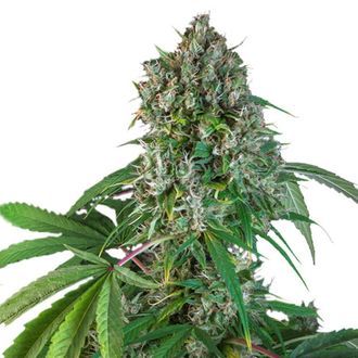 Karels Herer Haze (Super Sativa Seed Club) regulj&auml;r