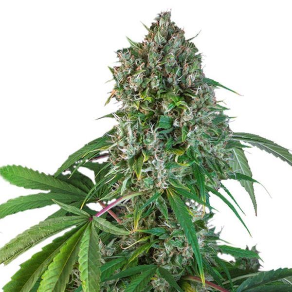 Karels Herer Haze (Super Sativa Seed Club) reguljär
