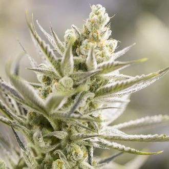 Forbidden Runtz XL Auto (Growers Choice) Feminiserade