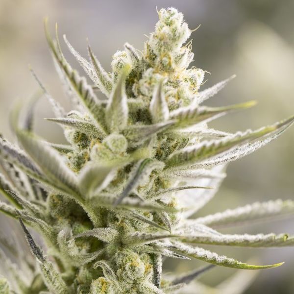 Forbidden Runtz XL Auto (Growers Choice) Feminiserade