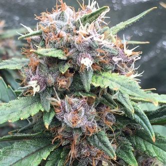 Red Banana Berry (Growers Choice) feminiserade