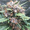 Red Banana Berry (Growers Choice) Feminiserade
