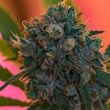 Naranja Biscotti Fast Version (Growers Choice) Feminiserade