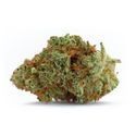 Naranja Biscotti Fast Version (Growers Choice) Feminiserade
