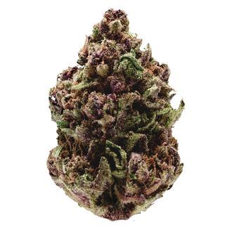 Pink Magic fast version (Growers Choice) Feminiserade