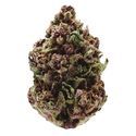 Pink Magic fast version (Growers Choice) Feminiserade