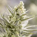Forbidden Runtz (Growers Choice) Feminiserade