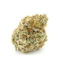 Forbidden Runtz (Growers Choice) Feminiserade