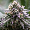 Ultra Violet GMO (Growers Choice) Feminiserade