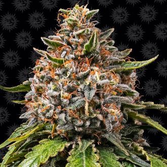 White Widow XXL (Barney's Farm) Feminiserade
