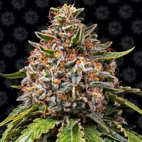 White Widow XXL (Barney's Farm) Feminiserade