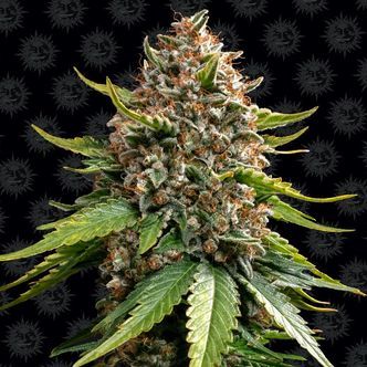 White Widow XXL Auto (Barney's Farm) Feminiserade cannabisfr&ouml;n