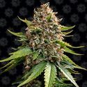 White Widow XXL Auto (Barney's Farm) Feminiserade