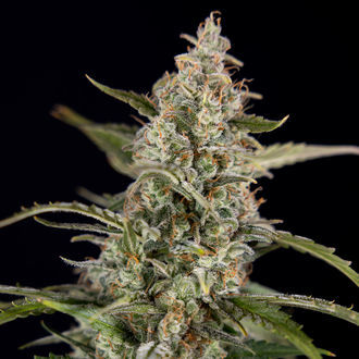 Purple Haze Autoflower (Zamnesia Seeds) Feminiserade