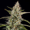 Purple Haze Autoflower (Zamnesia Seeds) Feminiserade