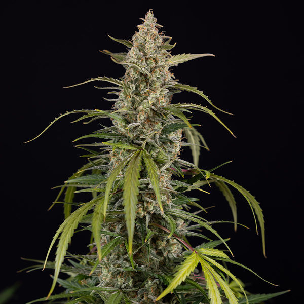 Purple Haze Autoflower (Zamnesia Seeds) Feminiserade