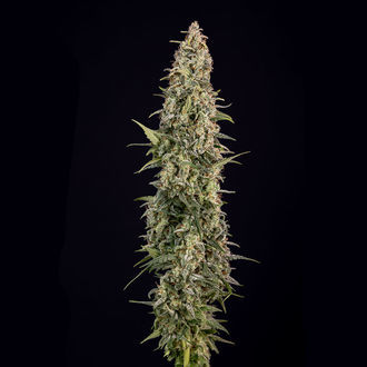 Purple Haze Autoflower (Zamnesia Seeds) Feminiserade