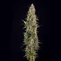 Purple Haze Autoflower (Zamnesia Seeds) Feminiserade