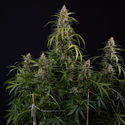 Purple Haze Autoflower (Zamnesia Seeds) Feminiserade