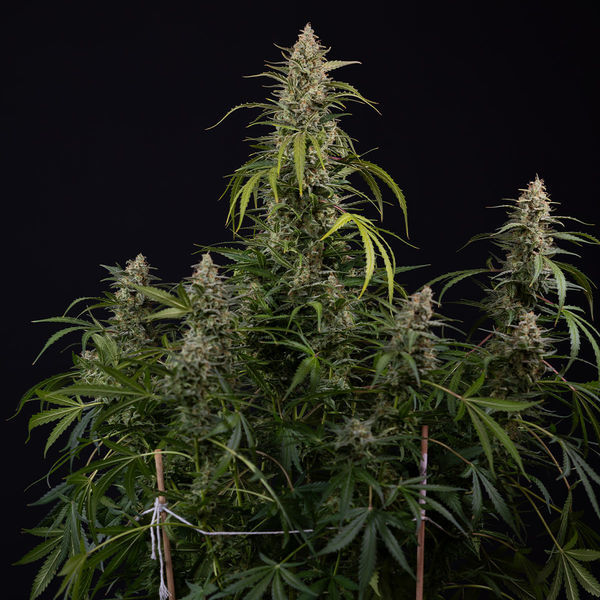 Purple Haze Autoflower (Zamnesia Seeds) Feminiserade