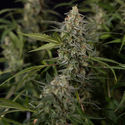 Purple Haze Autoflower (Zamnesia Seeds) Feminiserade