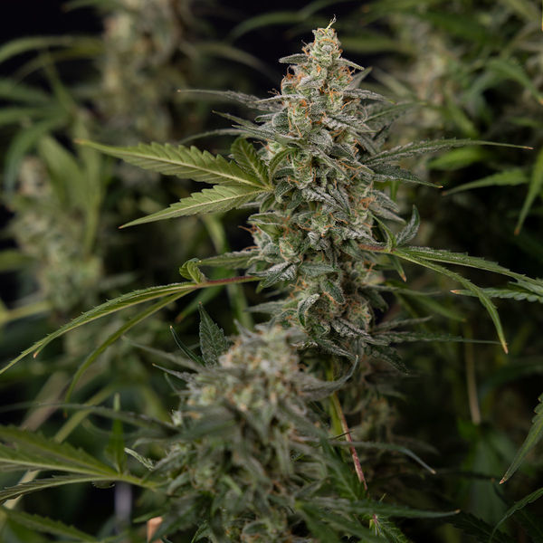 Purple Haze Autoflower (Zamnesia Seeds) Feminiserade