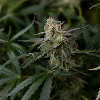 Purple Haze Autoflower (Zamnesia Seeds) Feminiserade