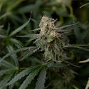 Purple Haze Autoflower (Zamnesia Seeds) Feminiserade
